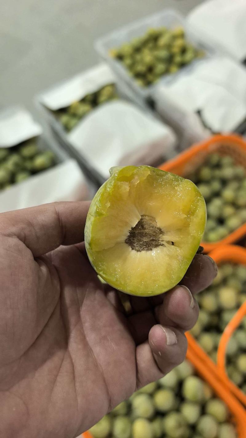 陕西蜂糖李