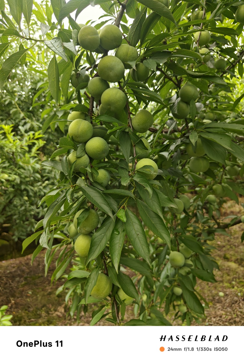 青脆脱骨李