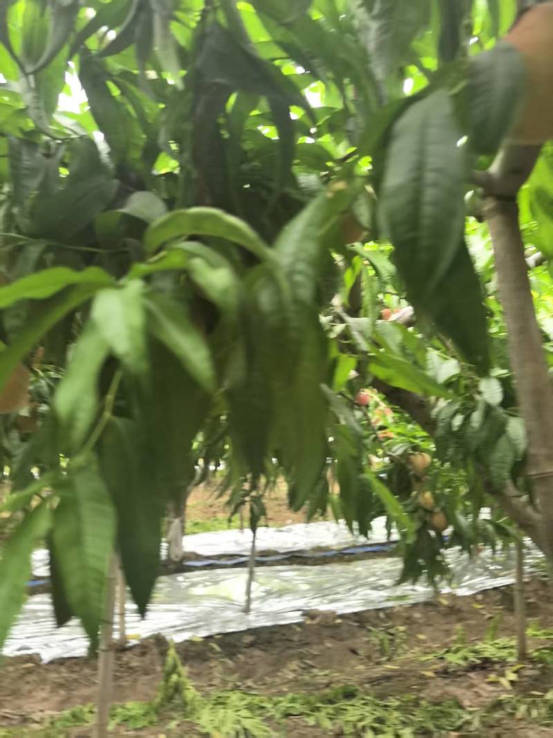 周口扶沟沙红桃子大量有货，欢迎老板来电洽谈