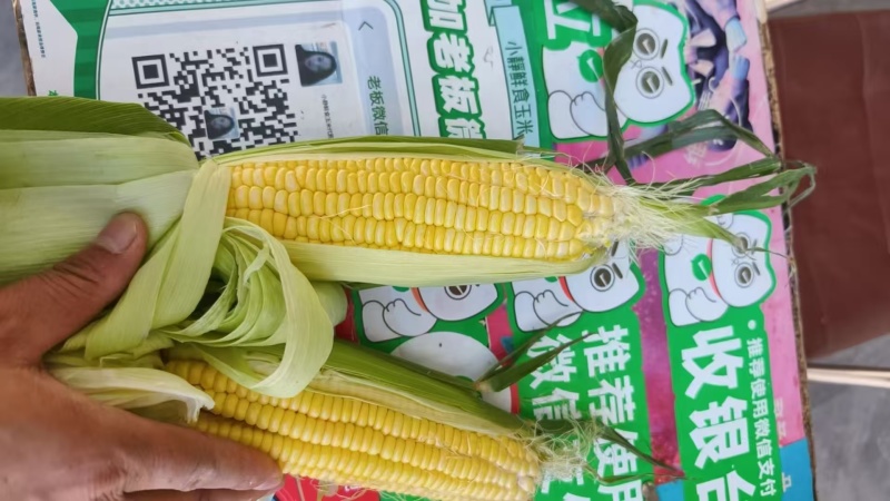 周口扶沟太阳花水果玉米大量上货，一手货源，量大从优