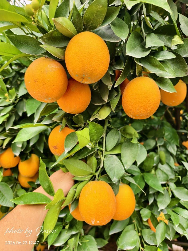 湖北夏橙大量供应中，80以上的大果