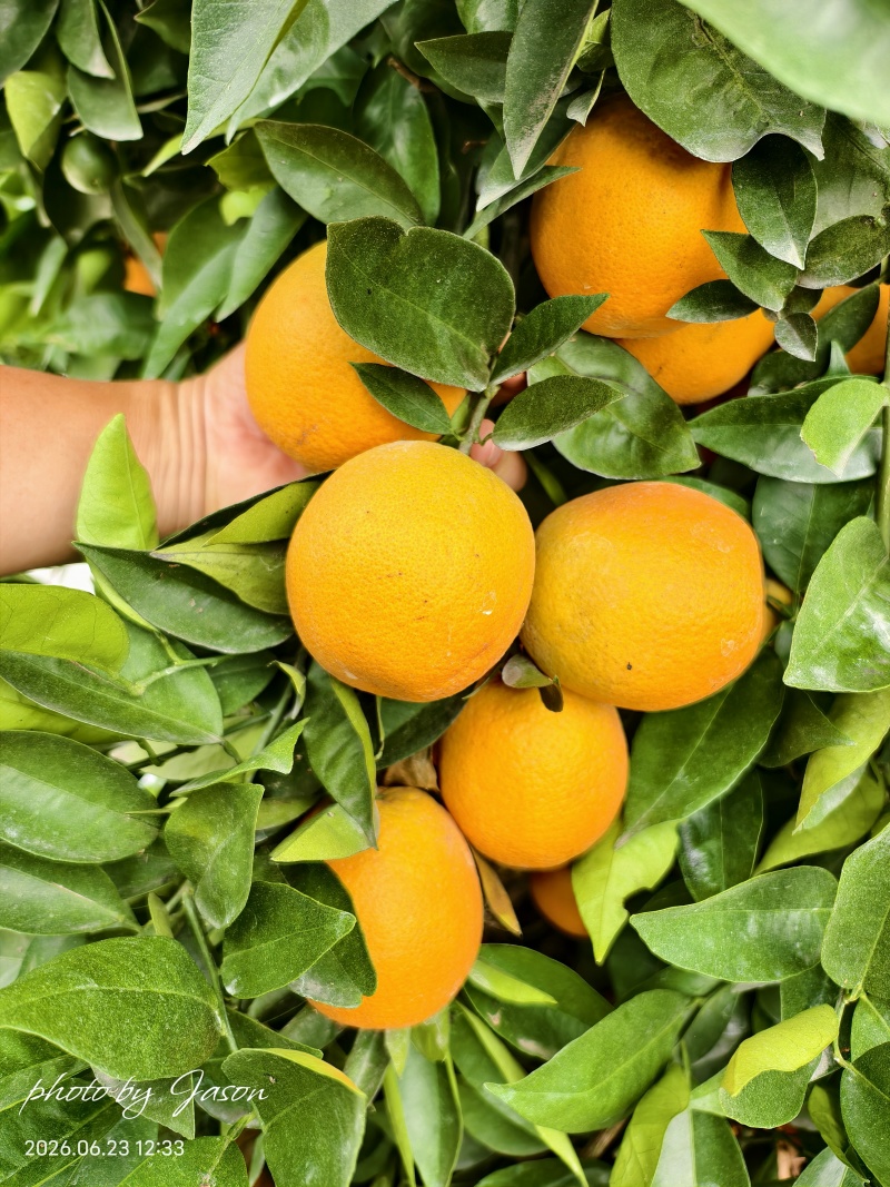 湖北夏橙大量供应中，80以上的大果