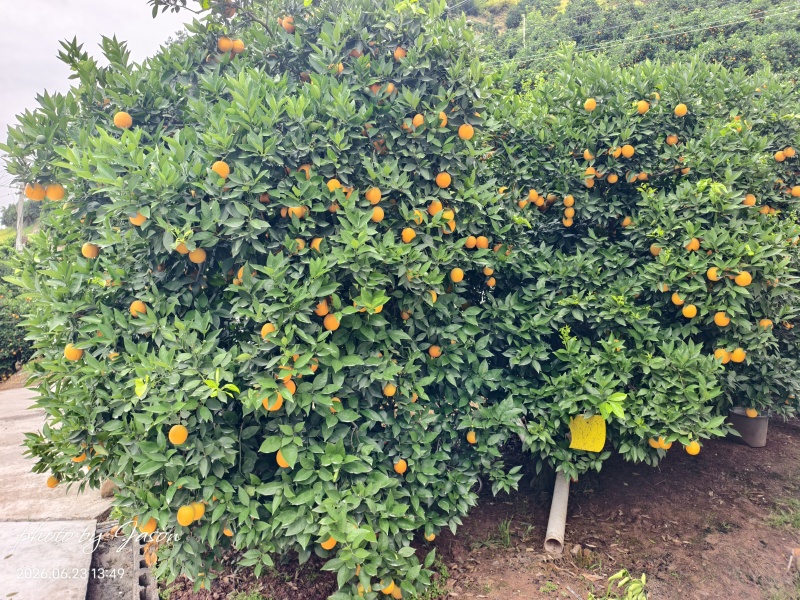 湖北夏橙大量供应中，80以上的大果