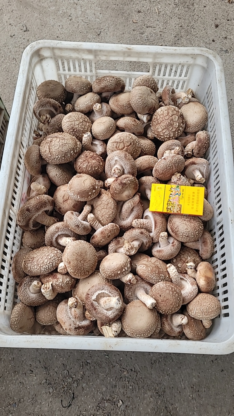 山西沁水反季节香菇大量上市，白面中菇欢迎采购