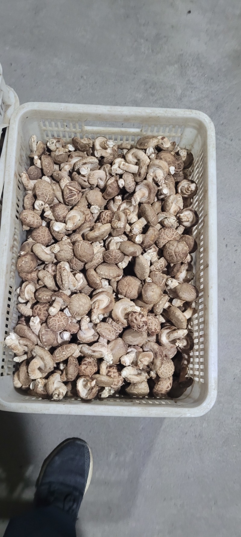 山西沁水反季节香菇大量上市，白面中菇欢迎采购