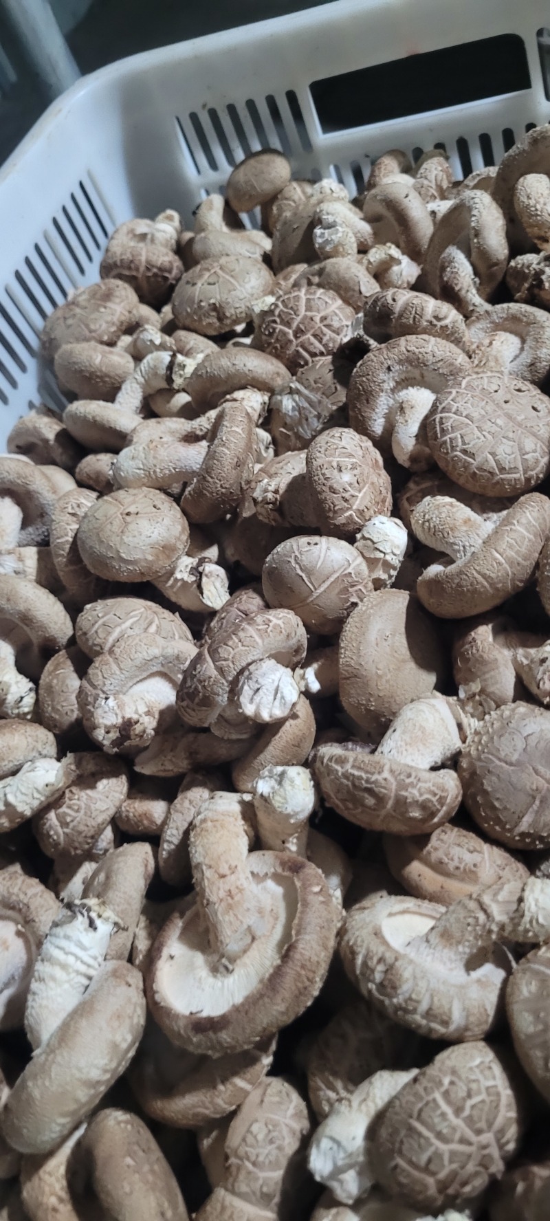 山西沁水反季节香菇大量上市，白面中菇欢迎采购