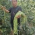 内黄县豆角/河南豆角/豆角上市产地直供大量有货全国发货