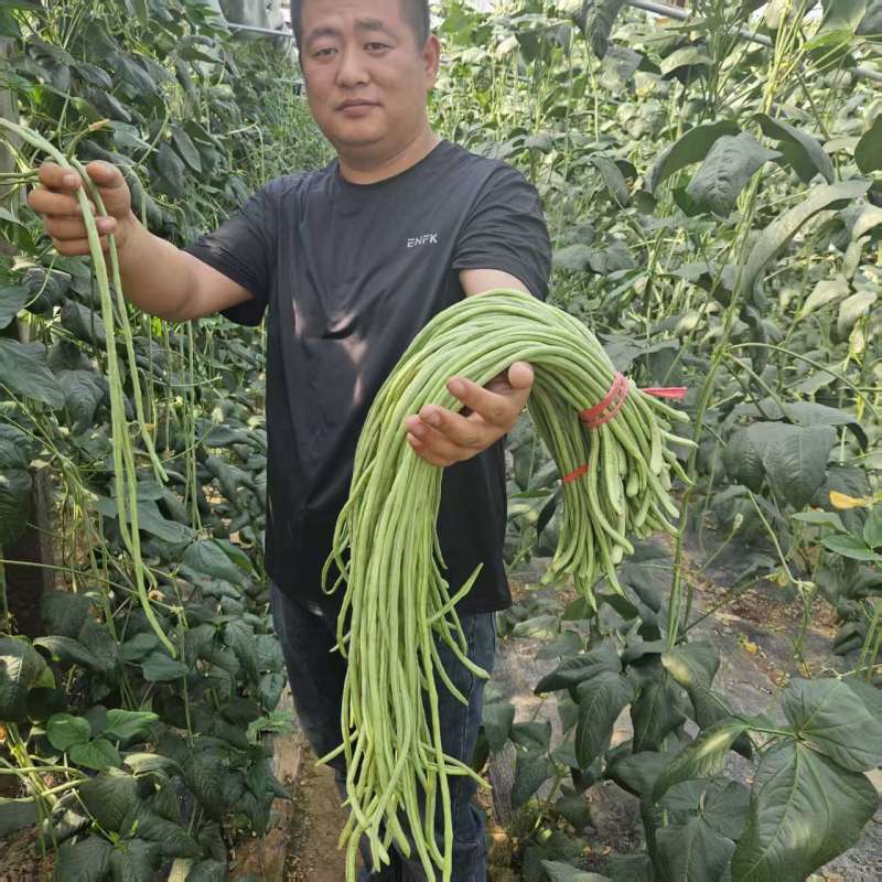 内黄县豆角/河南豆角/豆角上市产地直供大量有货全国发货