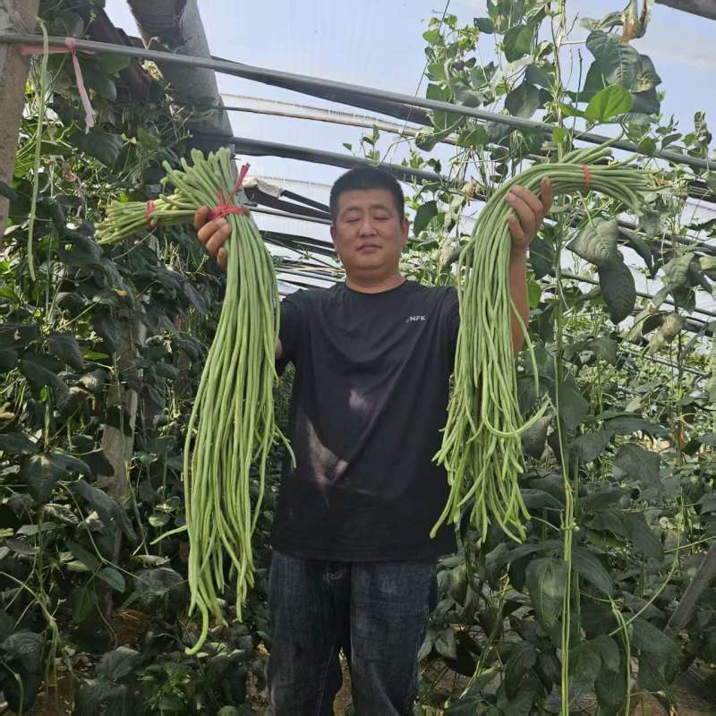 内黄县豆角/河南豆角/豆角上市产地直供大量有货全国发货