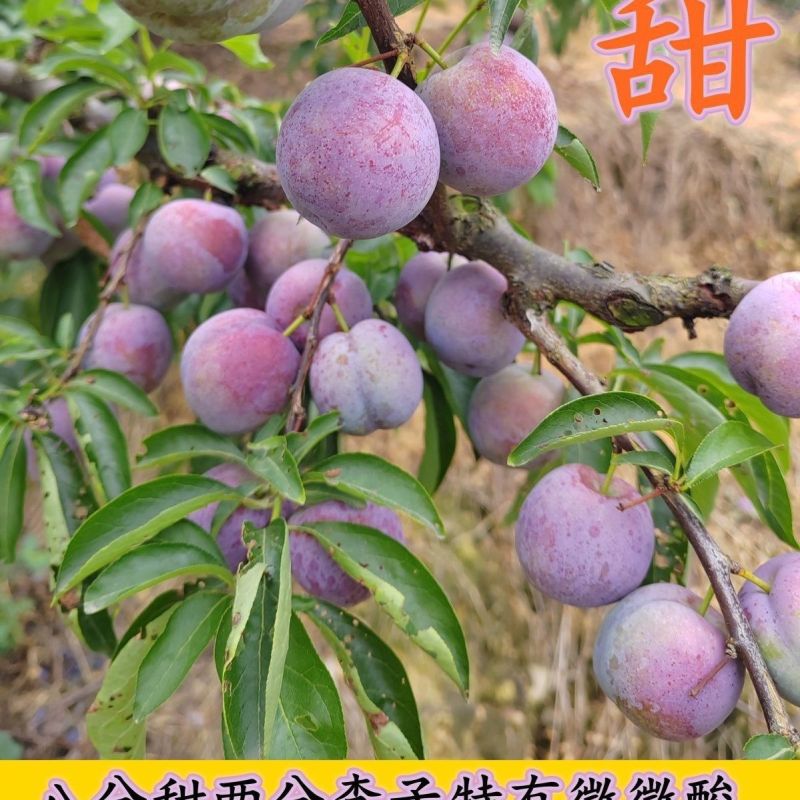 脆红李批发全国发货，