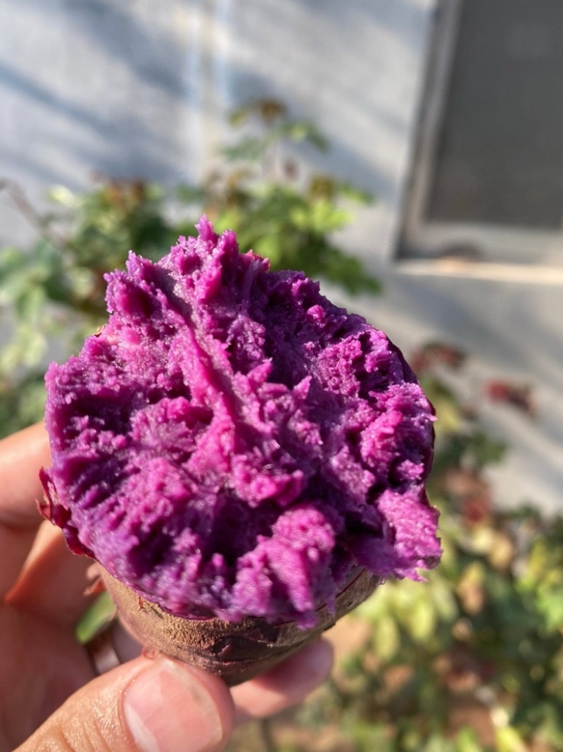 湖北紫罗兰紫薯，新鲜上市，价格美丽，欢迎对接合作