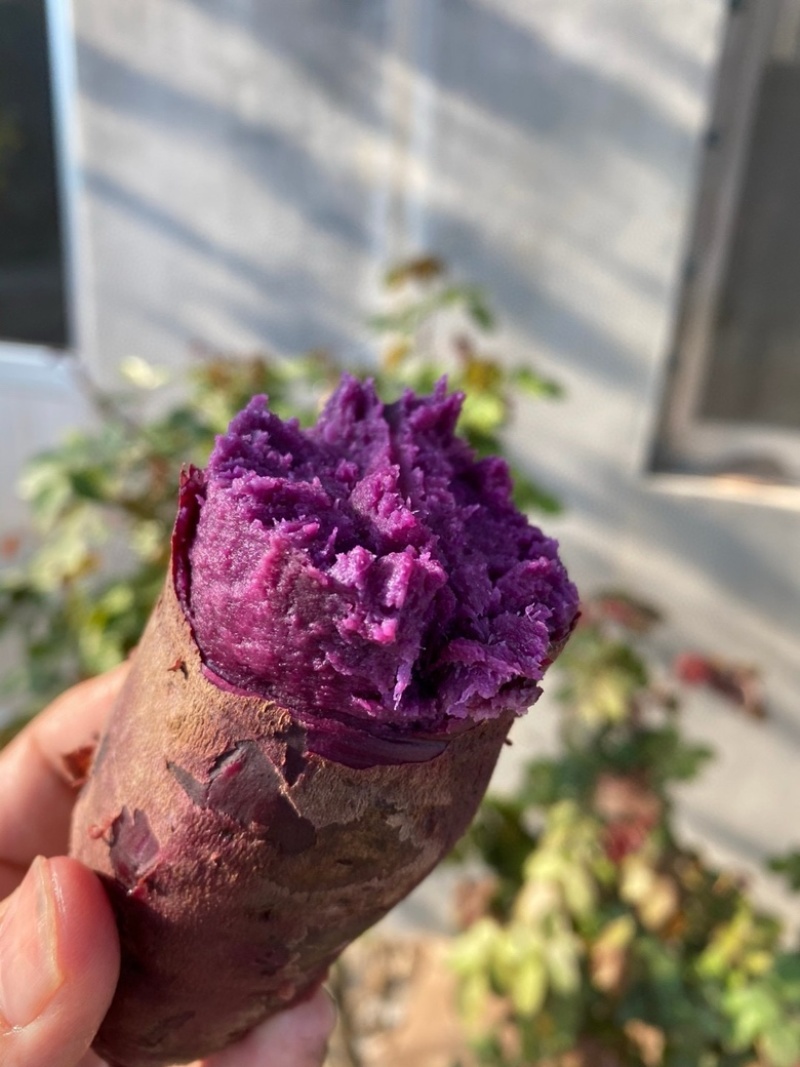湖北紫罗兰紫薯，新鲜上市，价格美丽，欢迎对接合作