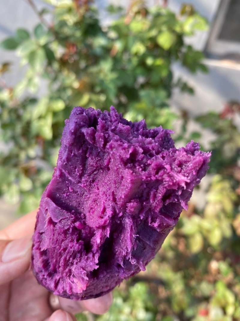 湖北紫罗兰紫薯，新鲜上市，价格美丽，欢迎对接合作