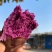 湖北紫罗兰紫薯，新鲜上市，价格美丽，欢迎对接合作