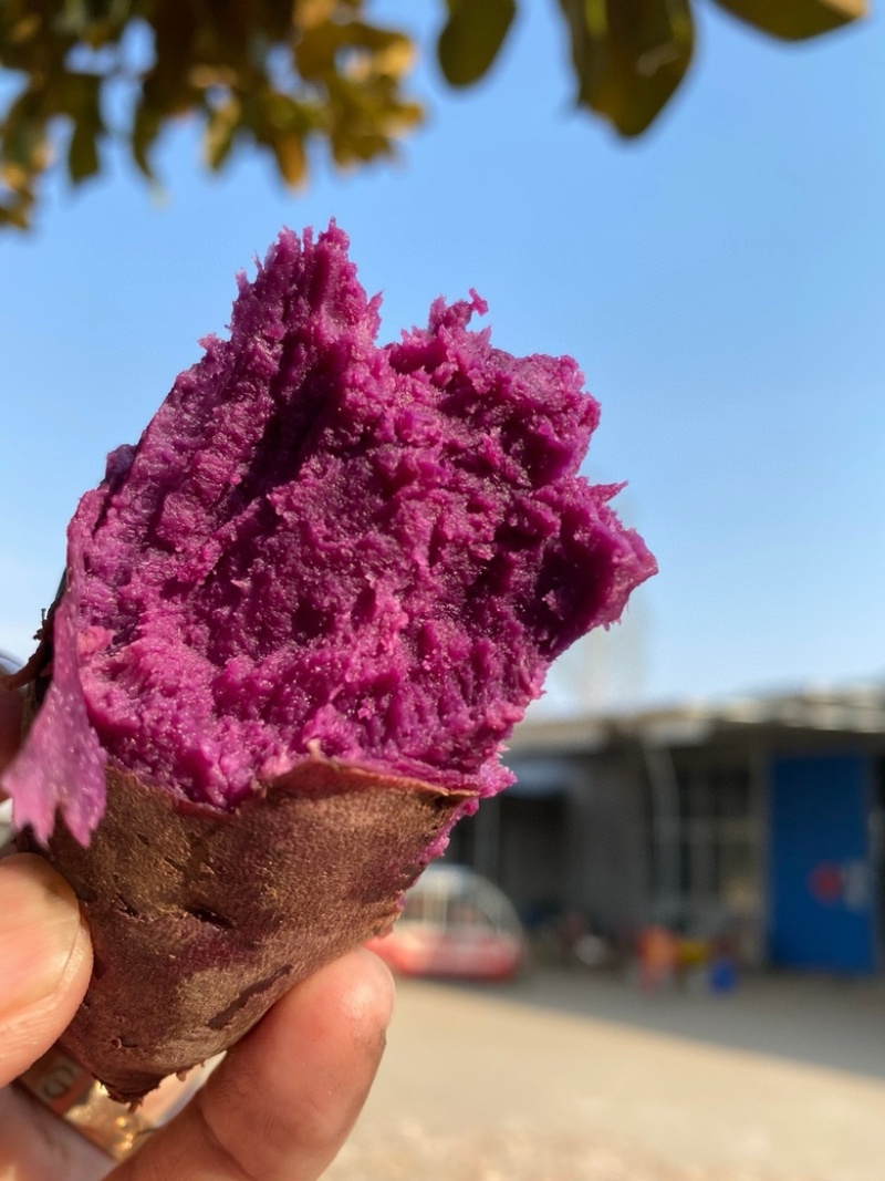 湖北紫罗兰紫薯，新鲜上市，价格美丽，欢迎对接合作