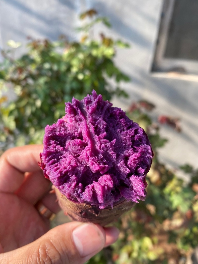 湖北紫罗兰紫薯，新鲜上市，价格美丽，欢迎对接合作