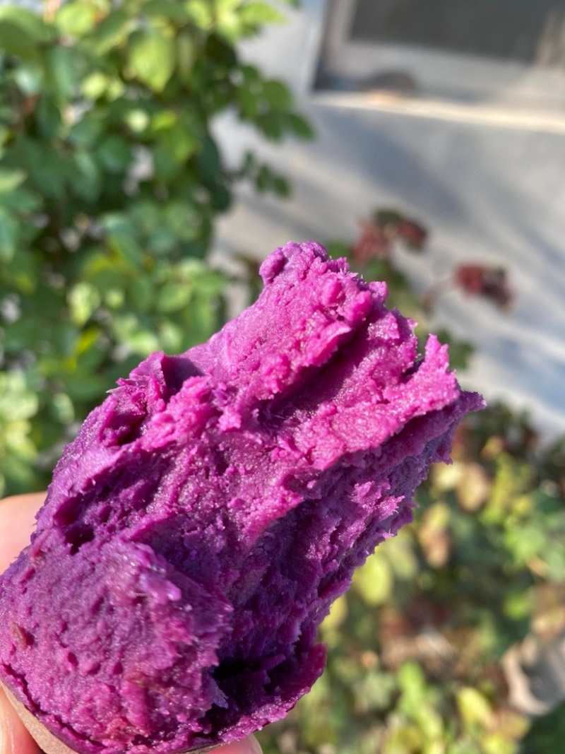 湖北紫罗兰紫薯，新鲜上市，价格美丽，欢迎对接合作