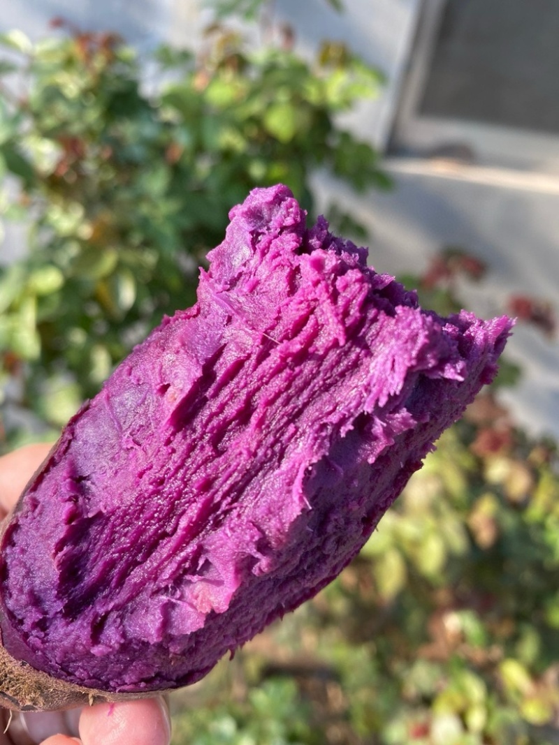 湖北紫罗兰紫薯，新鲜上市，价格美丽，欢迎对接合作