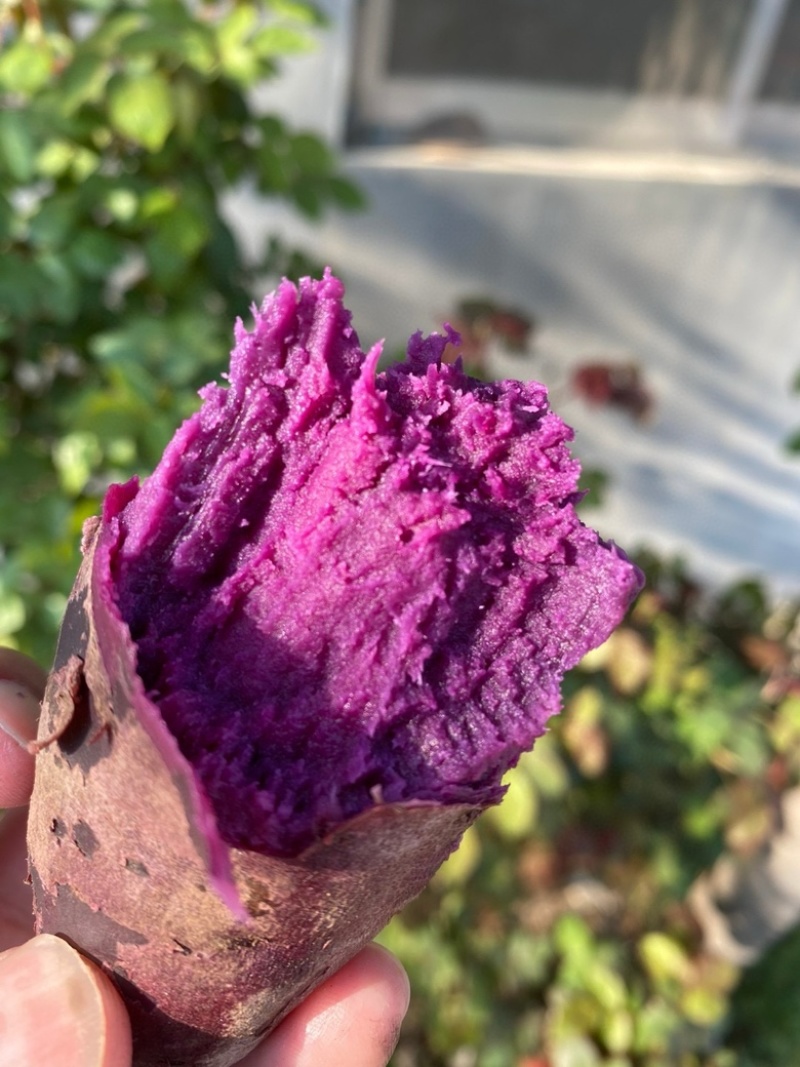 湖北紫罗兰紫薯，新鲜上市，价格美丽，欢迎对接合作