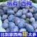 西梅批发全国发货，高品质包售后