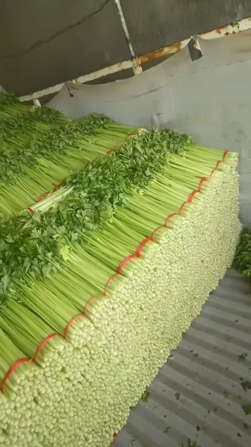 高原夏菜