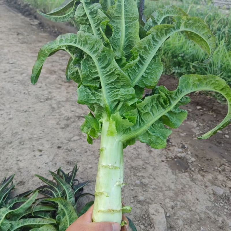 高原夏菜