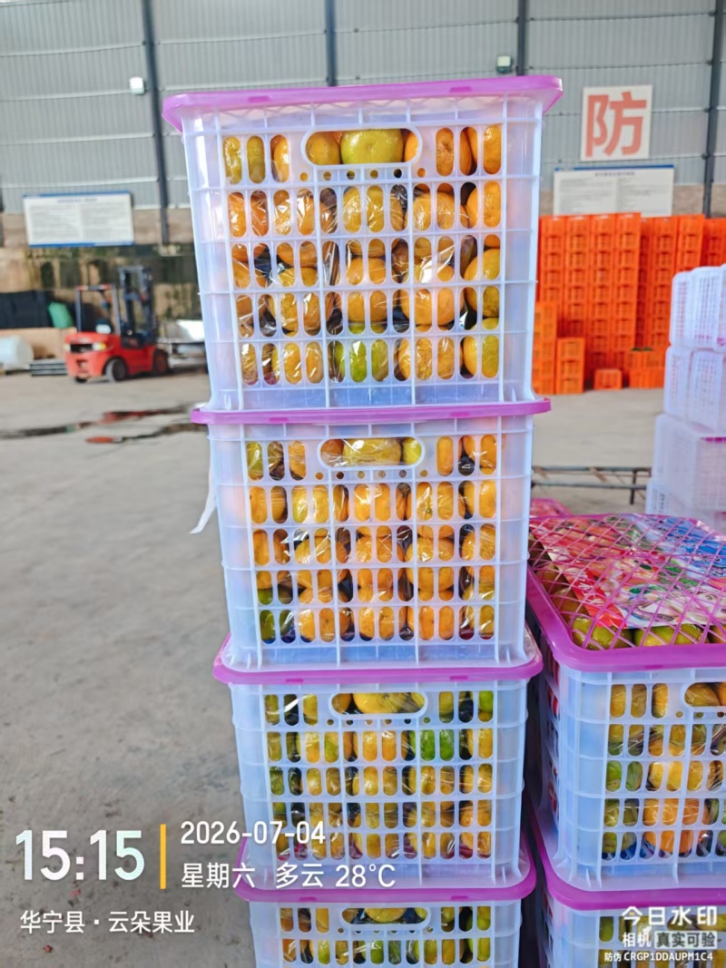 云南玉溪特早蜜橘大量上市产地直发量大从优欢迎来电