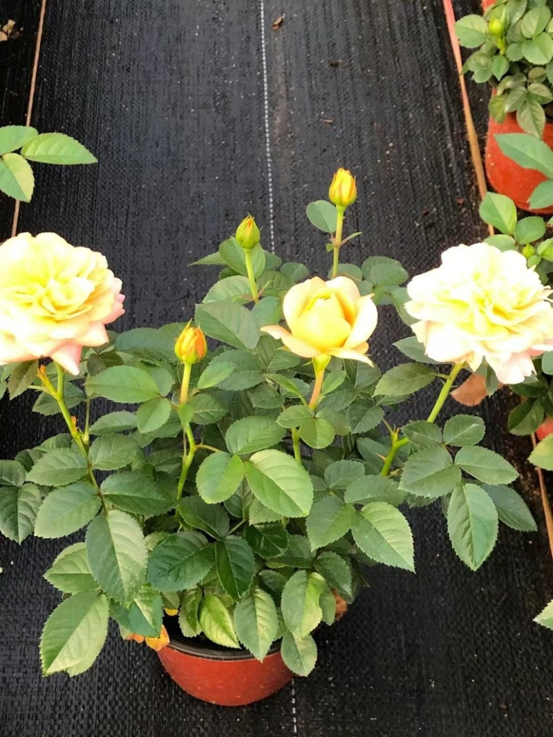 月季花大花月季观赏性好产地直发可对接全国客商视频看