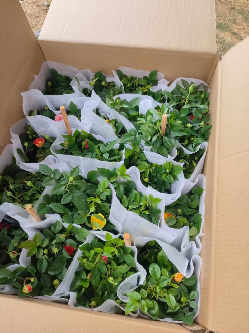 月季花大花月季观赏性好产地直发可对接全国客商视频看