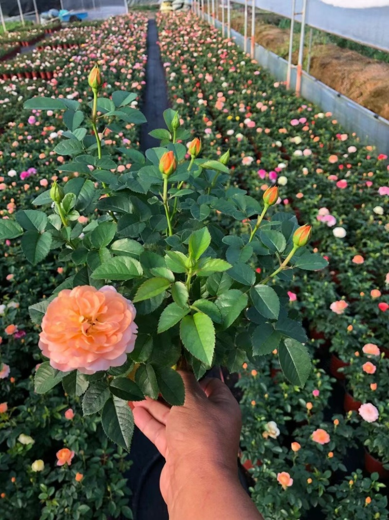 月季花大花月季观赏性好产地直发可对接全国客商视频看