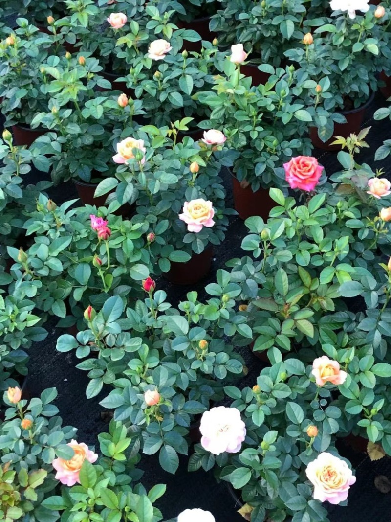 月季花大花月季观赏性好产地直发可对接全国客商视频看
