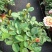 月季花大花月季观赏性好产地直发可对接全国客商视频看
