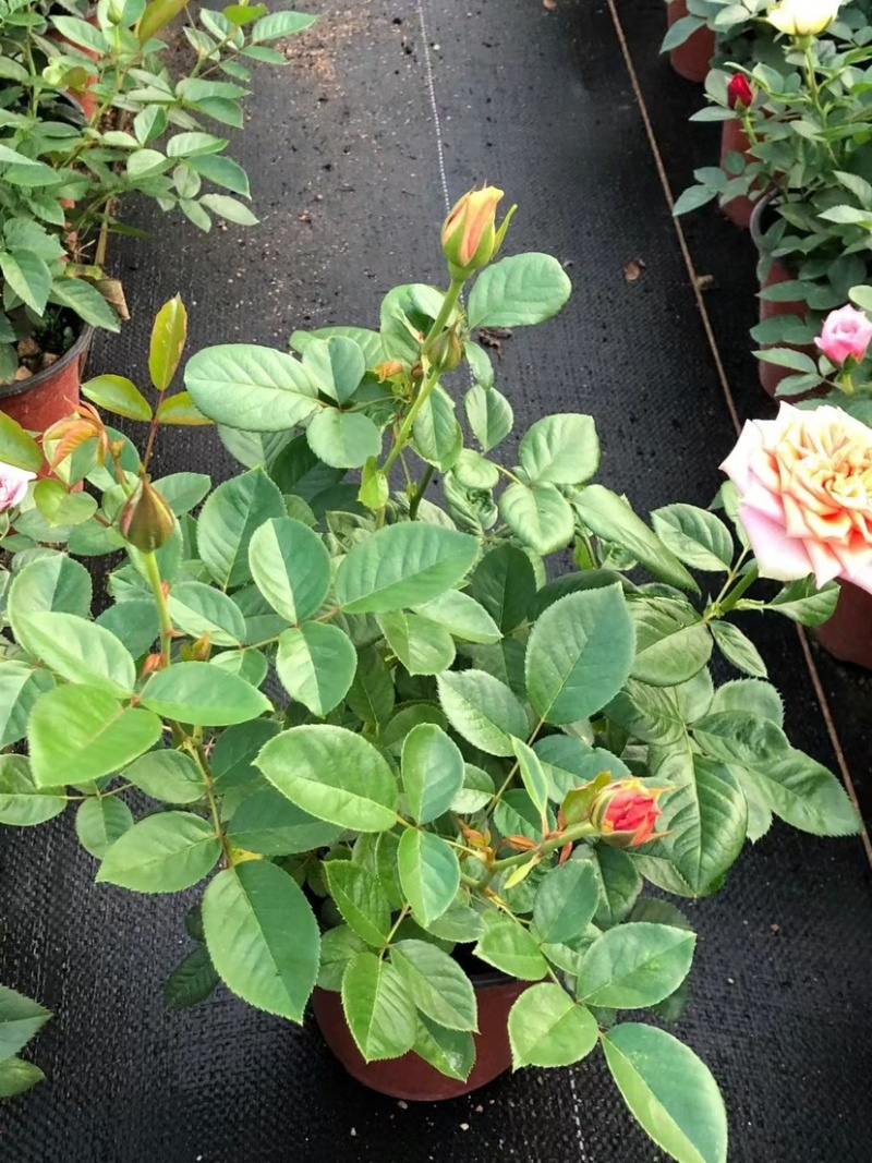 月季花大花月季观赏性好产地直发可对接全国客商视频看