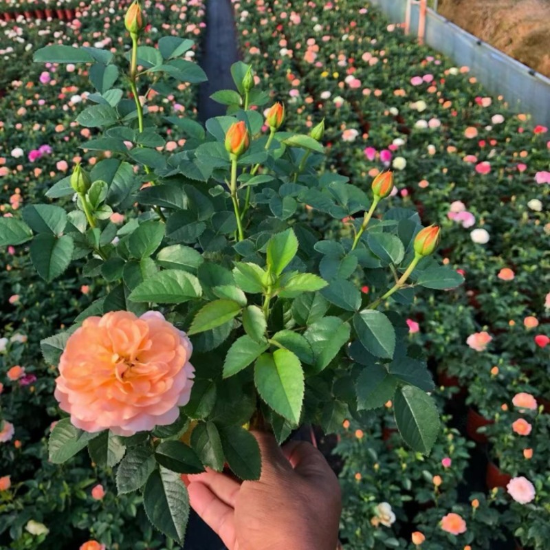 月季花大花月季观赏性好产地直发可对接全国客商视频看