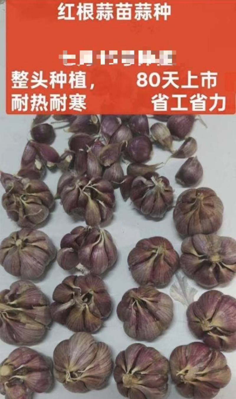 红根蒜苗种子，抗病抗高温，易管理，一手货源，保质保量