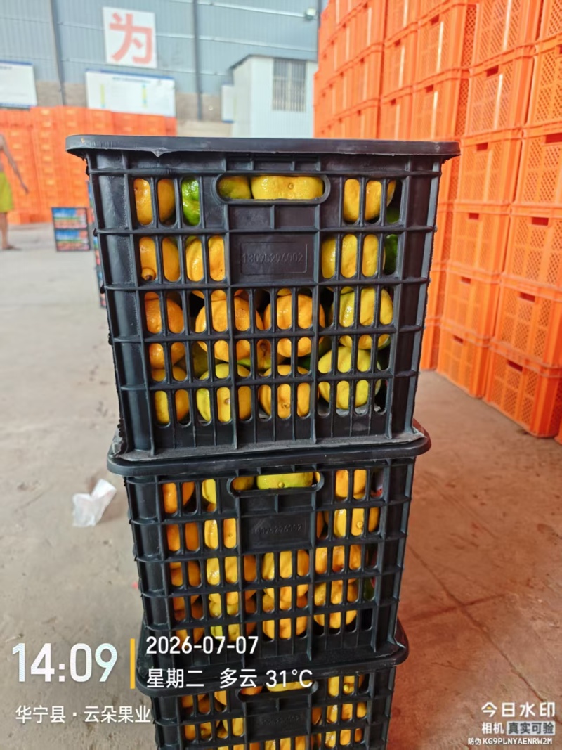精品云南特早蜜橘大量供应产地直发欢迎下单合作