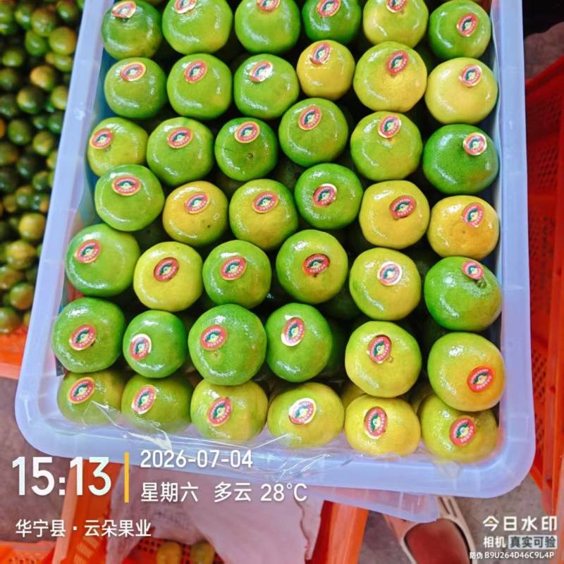 精品云南特早蜜橘大量供应产地直发欢迎下单合作