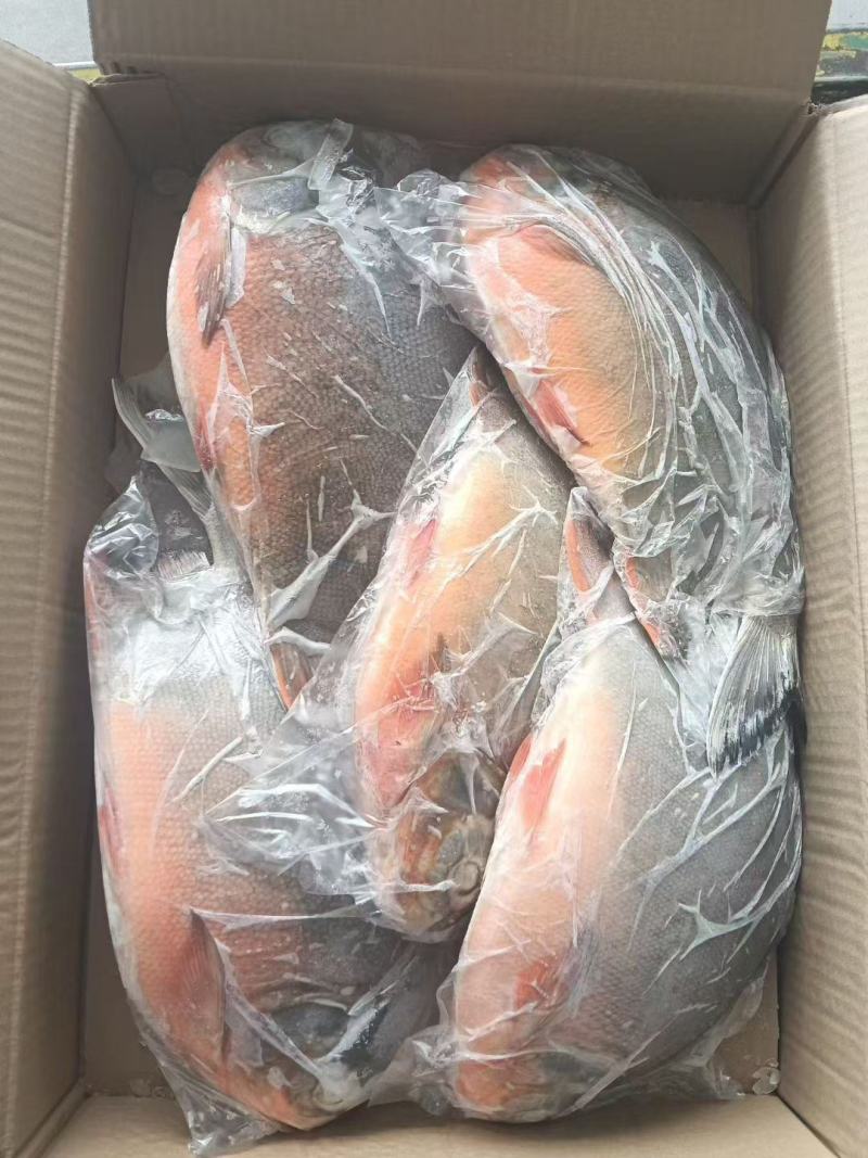 红鲳鱼厂家直销5.5斤净重一件3，4，5，6条现货大量有