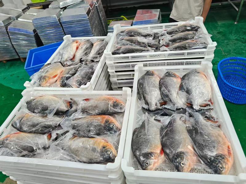 红鲳鱼厂家直销5.5斤净重一件3，4，5，6条现货大量有