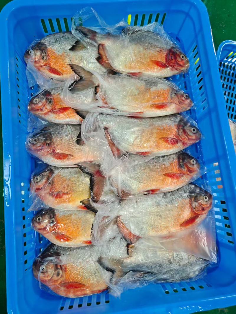 红鲳鱼厂家直销5.5斤净重一件3，4，5，6条现货大量有