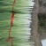 白根蒜苗/郯城蒜苗已大量上市/基地供货一手货源/对接全国