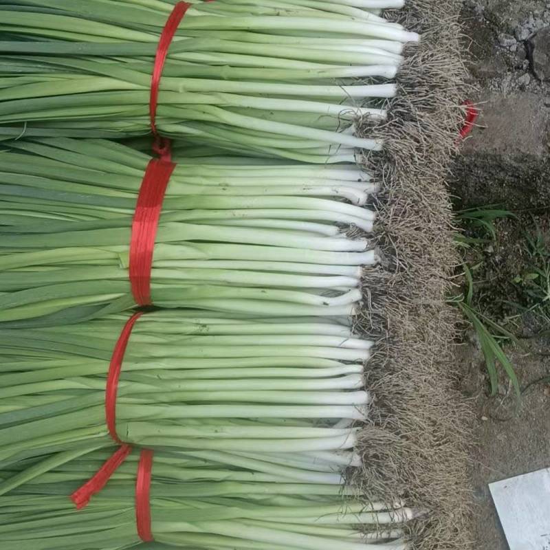 白根蒜苗/郯城蒜苗已大量上市/基地供货一手货源/对接全国