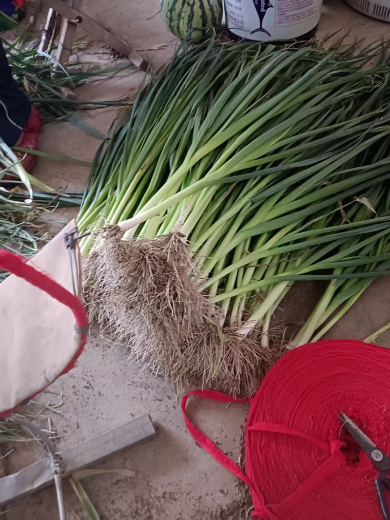 白根蒜苗/郯城蒜苗已大量上市/基地供货一手货源/对接全国