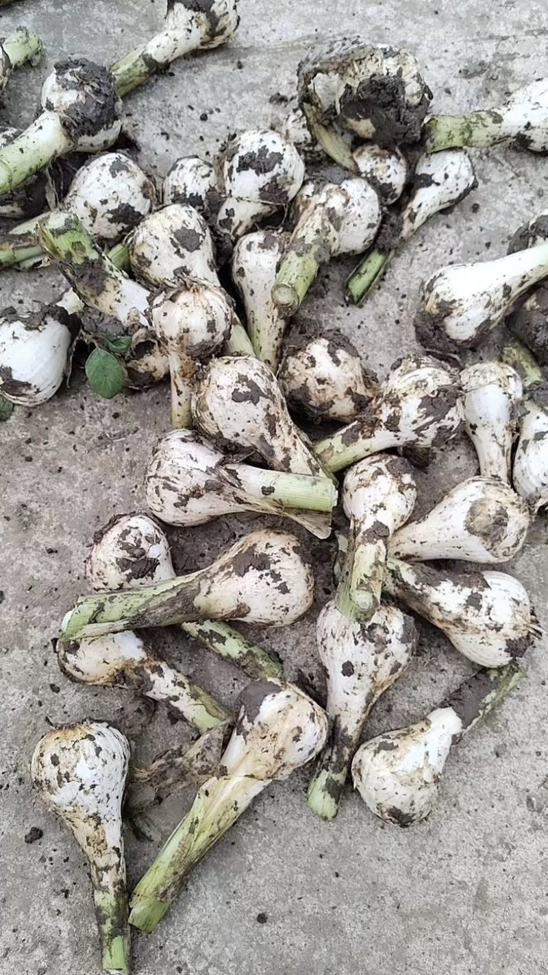 吉林大蒜青蒜头现挖新鲜青蒜头产地直发嫩清蒜头