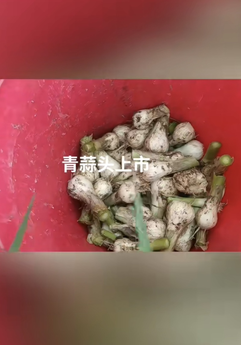吉林大蒜青蒜头现挖新鲜青蒜头产地直发嫩清蒜头
