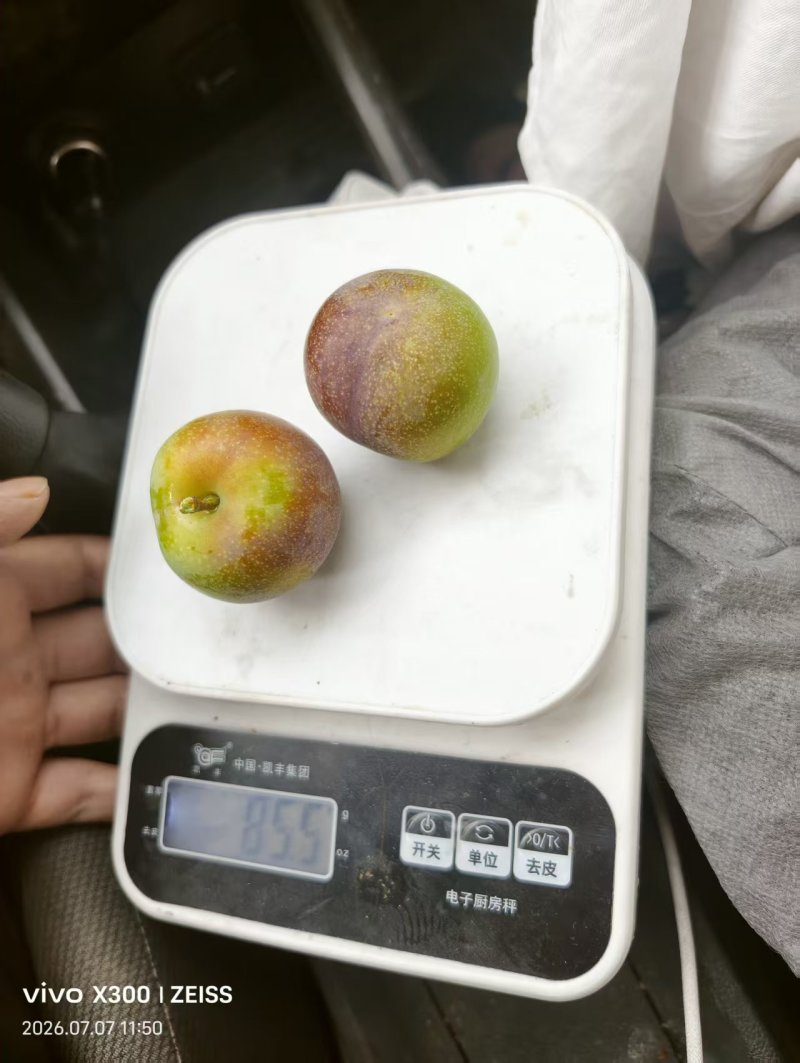 汉源半边红上市了