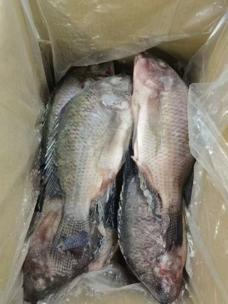 罗非鱼三去二的1斤以上有现货