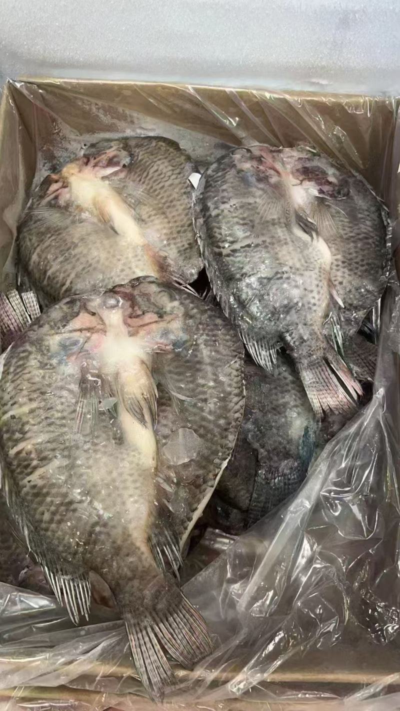 罗非鱼三去二的1斤以上有现货