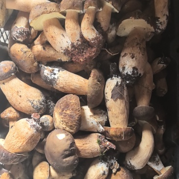 云南野生菌，产地源头收购，需要的老板可以联系