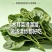 紫角叶木耳菜落葵产地直发量大从优可视频看货对接全国